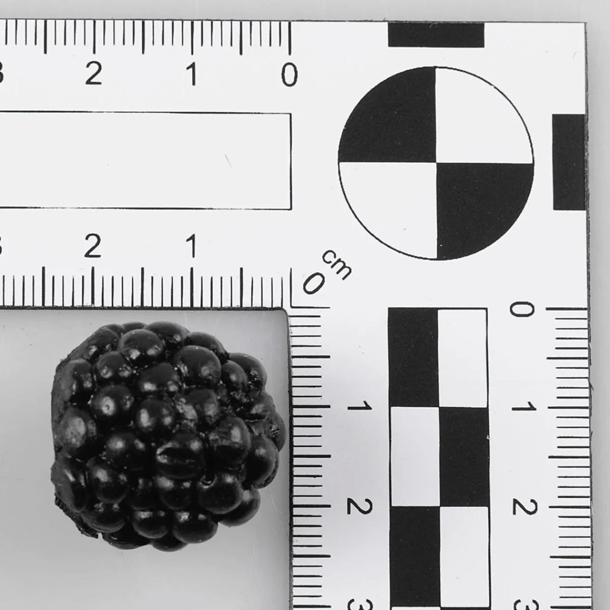 DecoWoerner Brombeeren Lebensmittel-Attrappe, 24 Stück schwarz