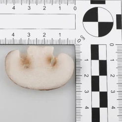 Discount DecoWoerner Champignon-Scheiben Lebensmittel-Attrappe, 12 Stück braun