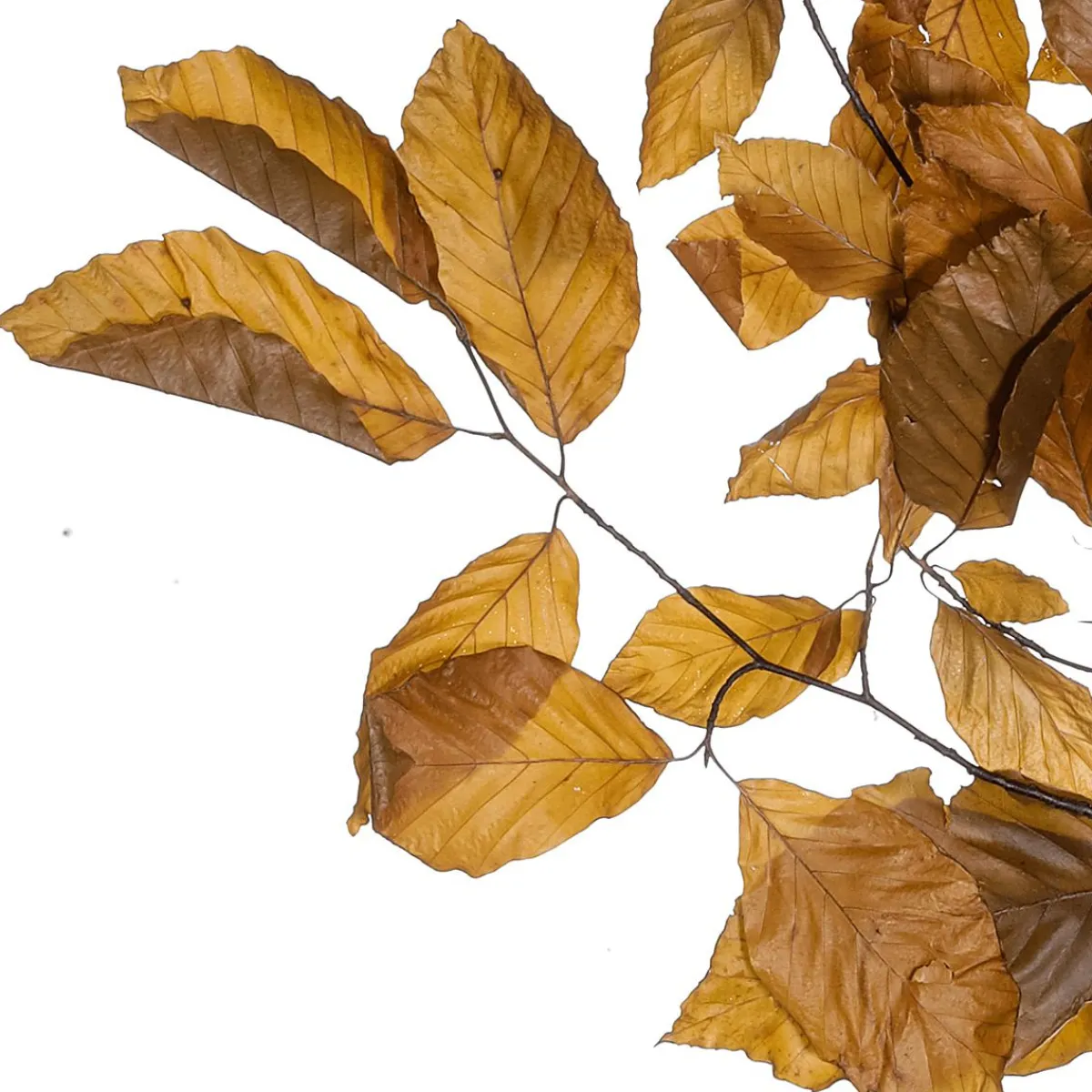 Sale DecoWoerner Echte Buchenzweige, Gelb - Orange 80 Cm braun