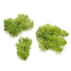 Clearance DecoWoerner Echtes Naturmoos 500 G grün