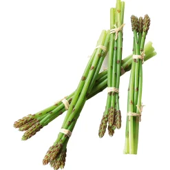 Hot DecoWoerner spargel Lebensmittel-Attrappe, Pack à 4 Stück grün