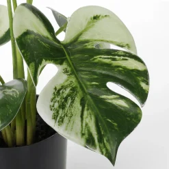 Hot DecoWoerner Künstliche Deko Monstera Topfpflanze Deliciosa Albo Variegata 37 Cm grün