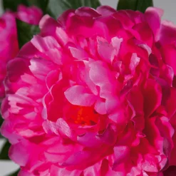Best DecoWoerner Künstliche Pfingstrose Im Topf rosa