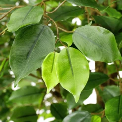 Outlet DecoWoerner Künstlicher Ficusbaum Mit Standplatte 245 Cm grün