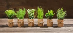 Outlet DecoWoerner Mini Kräuter Im Topf Set à 6 Stück grün