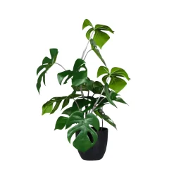 Discount DecoWoerner Monstera Im Schwarzem Topf grün