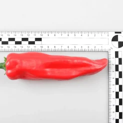 DecoWoerner Pepperonis Lebensmittelattrappe rot
