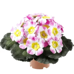 Best DecoWoerner Primel Im Topf 19 Cm Ø rosa