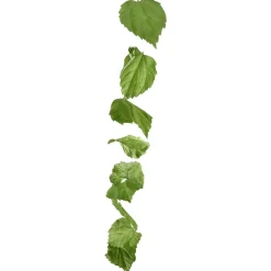 Best DecoWoerner Ranke Birkenblätter 160 Cm grün