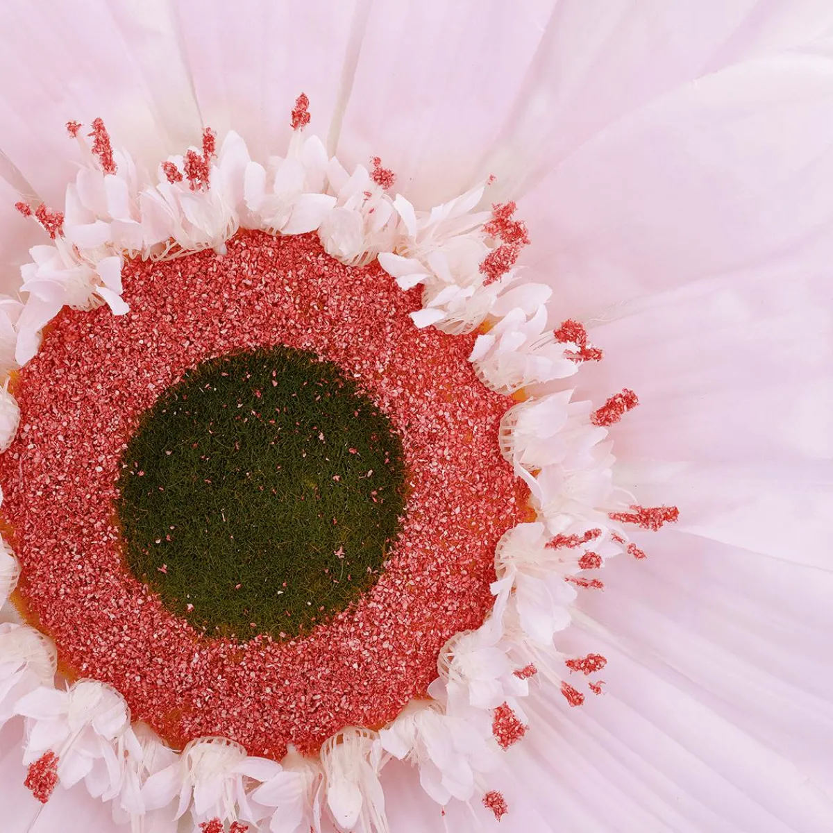 Online DecoWoerner Riesen-Gerbera-Blüte, 45 Cm Ø, rosa