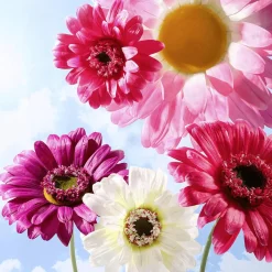 Best DecoWoerner Riesen-Gerbera-Blüte Lila, 45 Cm Ø violett
