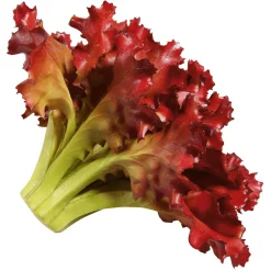 New DecoWoerner Salat Lollo Rosso Lebensmittel-Attrappe, 16 Cm Ø rot