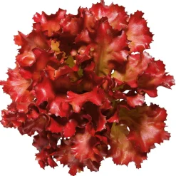 New DecoWoerner Salat Lollo Rosso Lebensmittel-Attrappe, 16 Cm Ø rot
