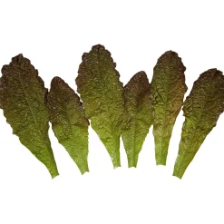 Sale DecoWoerner Salatblätter -rot Lebensmittel-Attrappe, Pack à 6 Stück grün