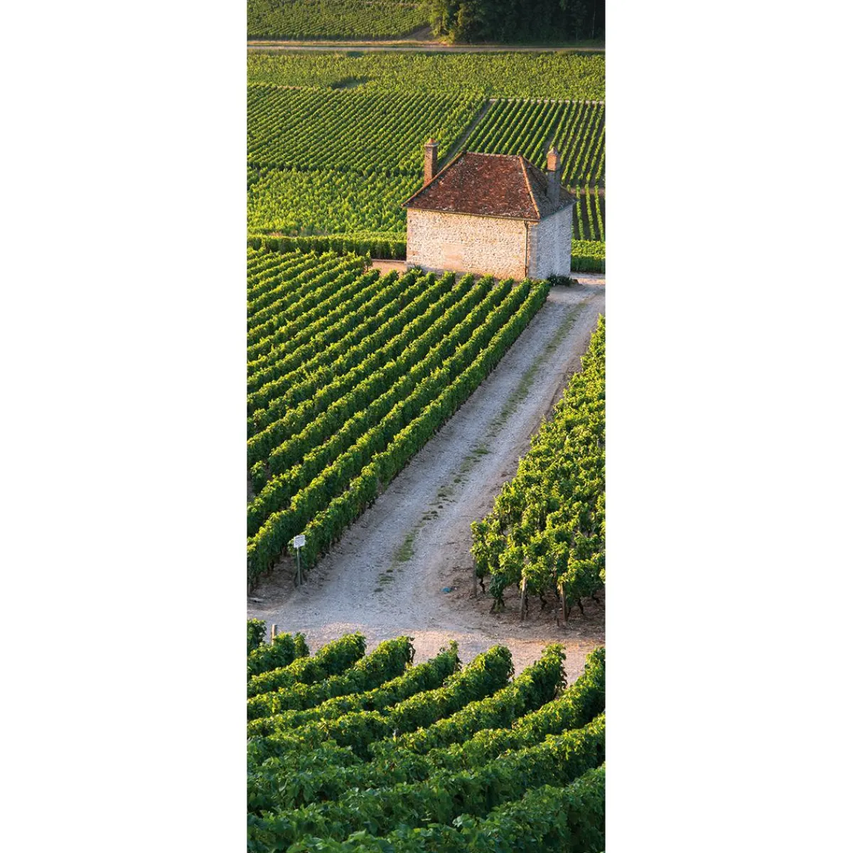 Sale DecoWoerner Schwer Entflammbarer Stoffbanner "Weingut" Aus Fahnenstoff 75 X 180 Cm grün