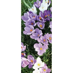 Hot DecoWoerner Schwer Entflammbarer Stoffbanner Weiße Und Lila Krokusse Aus Fahnenstoff 75 X 180 Cm violett