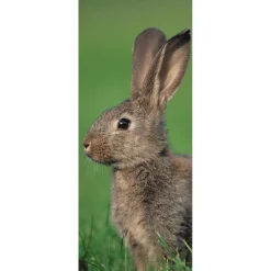 Best DecoWoerner Schwer Entflammbarer Stoffbanner er Feldhase Aus Fahnenstoff 75 X 180 Cm braun