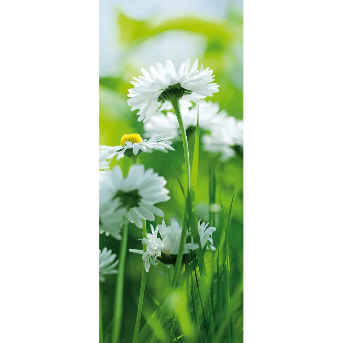 Sale DecoWoerner Schwer Entflammbarer Stoffbanner „e Gänseblümchen“ Aus Fahnenstoff 75 X 180 Cm weiß