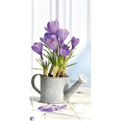 Best DecoWoerner Schwer Entflammbarer Stoffbanner „lila Krokusse In Der Gießkanne“ Aus Fahnenstoff 100 X 200 Cm violett