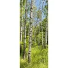 Discount DecoWoerner Schwer Entflammbarer Stoffbanner „Birkenwald Im Frühling“ Aus Fahnenstoff 75 X 180 Cm