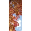 Sale DecoWoerner Schwer Entflammbarer Stoffbanner "Herbsthimmel" 75 X 180 Cm