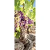 New DecoWoerner Schwer Entflammbarer Stoffbanner "Weinrebe" 75 X 180 Cm