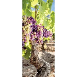 New DecoWoerner Schwer Entflammbarer Stoffbanner "Weinrebe" 75 X 180 Cm