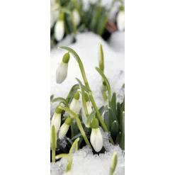 Online DecoWoerner Schwer Entflammbarer Stoffbanner "Schneeglöckchen" 75 X 180 Cm