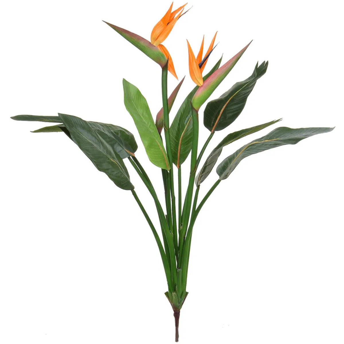 Hot DecoWoerner Strelizie Ohne Topf Mit Blüten B1, 103 Cm orange
