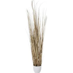 Best DecoWoerner Trocken-Grasbündel 150 Cm Hoch, In Weißem Topf Ø 20 Cm braun