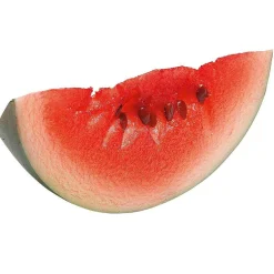 Best DecoWoerner Wassermelonen Lebensmittelattrappe 16 Cm grün