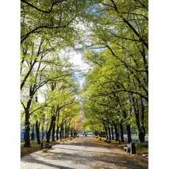 New DecoWoerner XL-Stoffbanner „Allee Im Park“ Aus Schwer Entflammbarem Fahnenstoff 150 X 200 Cm grün