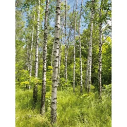 Clearance DecoWoerner XL-Stoffbanner „Birkenwald Im Frühling“ Aus Schwer Entflammbarem Fahnenstoff 150 X 200 Cm