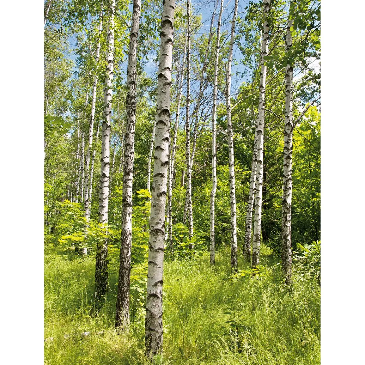 Clearance DecoWoerner XL-Stoffbanner „Birkenwald Im Frühling“ Aus Schwer Entflammbarem Fahnenstoff 150 X 200 Cm