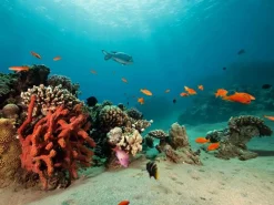 Hot DecoWoerner XXL-Planenbanner Korallenriff Mit Exotischen Fischen 3 X 4 M blau