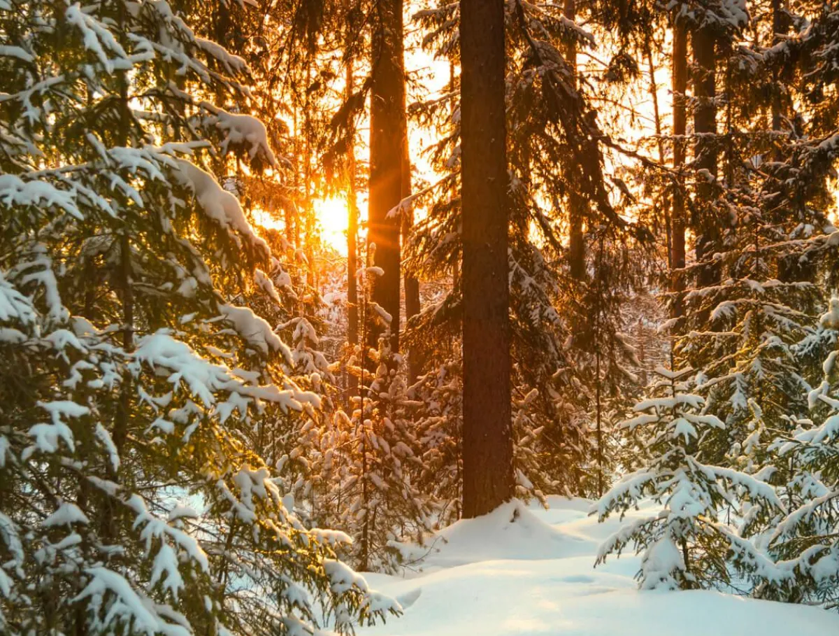 Clearance DecoWoerner XXL-Planenbanner "Sonnenaufgang Im Winterwald" Aus Schwer Entflammbarer LKW-Plane 250 X 330 Cm weiß