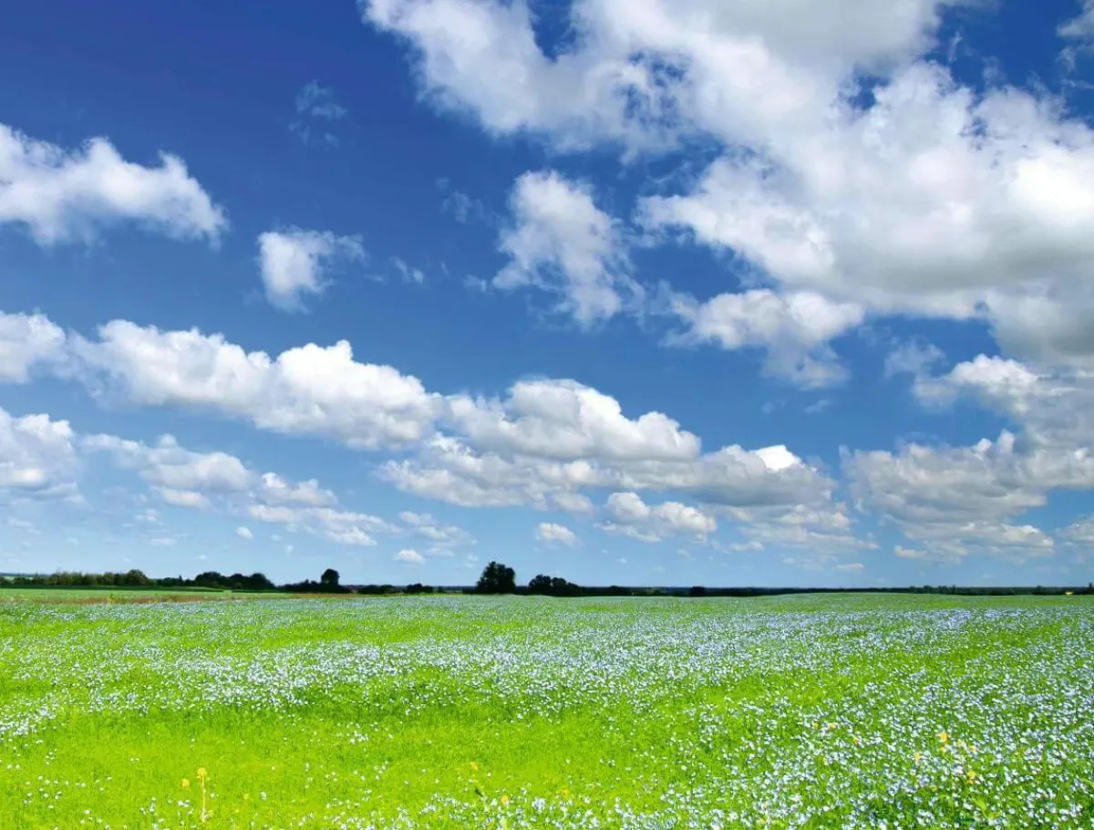 Discount DecoWoerner XXL-Planenbanner "Wiese Und Wolkenhimmel" Aus Schwer Entflammbarer LKW-Plane 250 X 330 Cm grün