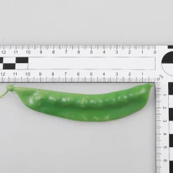 Hot DecoWoerner Zuckerschoten Lebensmittel-Attrappe, 24 Stück grün